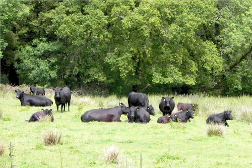 Aberdeen Angus at Ian Rodway's Bryn Melin Farm in Carmarthenshire