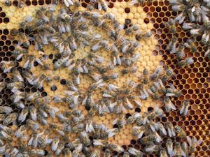 Home_Beekeeping01_300