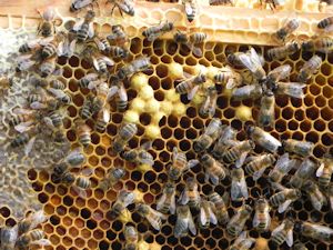 Home_Beekeeping02_300