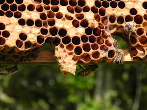 Home_Beekeeping03_300