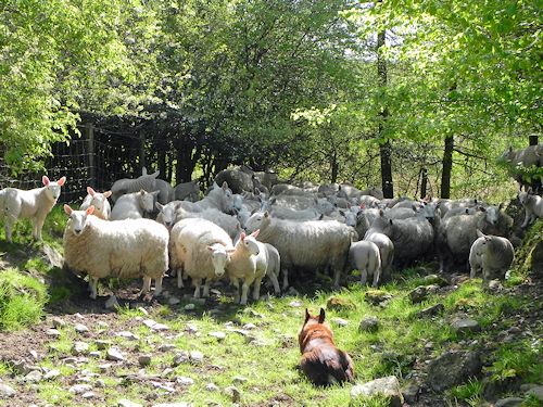 North Country Cheviot Sheep at Bryn Melyn Farm