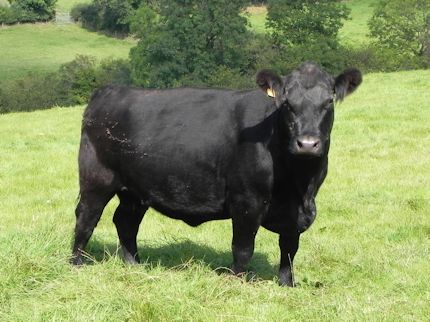 Aberdeen Angus Cow - Brynmelyn Jumna Erica H098_430
