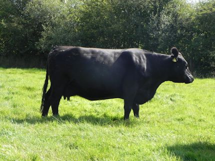Aberdeen Angs Cow for Saled at Hereford Market