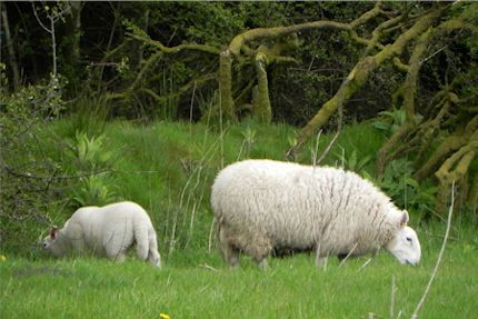 Ewes & Lambs 2012 12_430