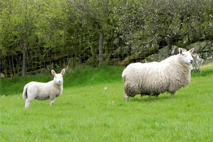 Ewes & Lambs 2012 4_430