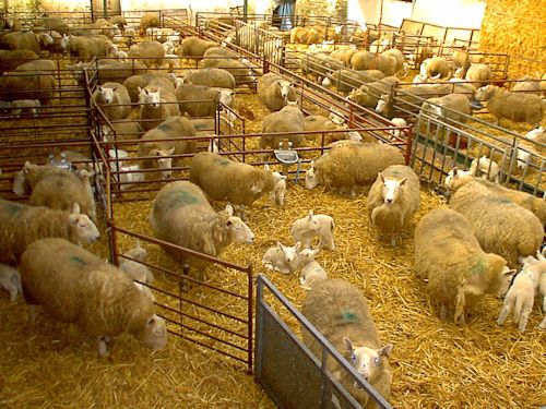 North Country Cheviot Pedigree Sheep