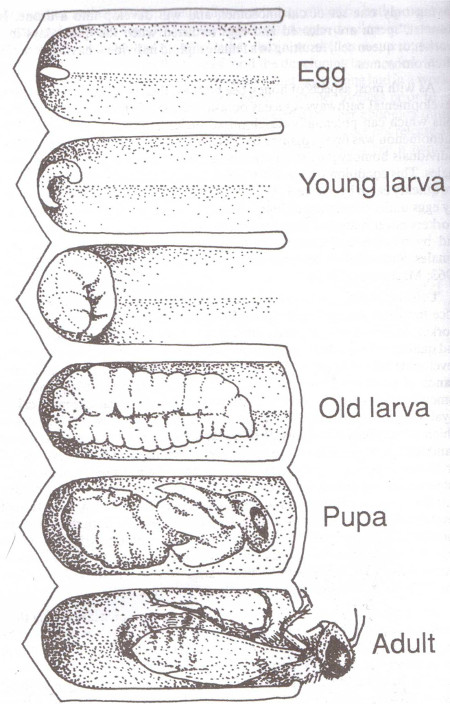 BK41_450